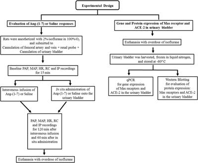 Unveiling the Angiotensin-(1–7) Actions on the Urinary Bladder in Female Rats